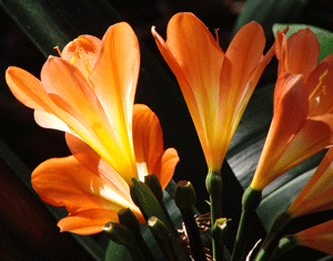 Orange Lilies